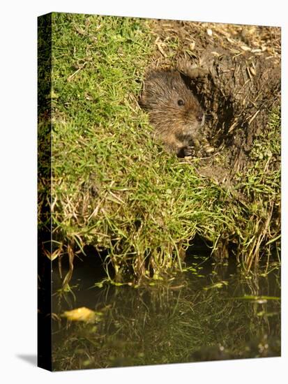 Water Vole (Arvicola Terrestris) at Burrow Entrance-Louise Murray-Stretched Canvas