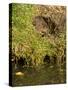 Water Vole (Arvicola Terrestris) at Burrow Entrance-Louise Murray-Stretched Canvas