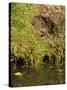 Water Vole (Arvicola Terrestris) at Burrow Entrance-Louise Murray-Stretched Canvas