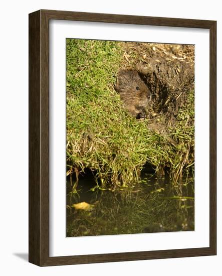 Water Vole (Arvicola Terrestris) at Burrow Entrance-Louise Murray-Framed Photographic Print