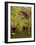 Water Vole (Arvicola Terrestris) at Burrow Entrance-Louise Murray-Framed Photographic Print