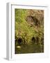 Water Vole (Arvicola Terrestris) at Burrow Entrance-Louise Murray-Framed Photographic Print