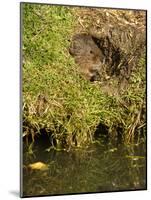 Water Vole (Arvicola Terrestris) at Burrow Entrance-Louise Murray-Mounted Photographic Print