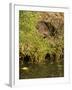 Water Vole (Arvicola Terrestris) at Burrow Entrance-Louise Murray-Framed Photographic Print