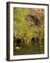 Water Vole (Arvicola Terrestris) at Burrow Entrance-Louise Murray-Framed Photographic Print