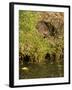 Water Vole (Arvicola Terrestris) at Burrow Entrance-Louise Murray-Framed Photographic Print