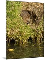 Water Vole (Arvicola Terrestris) at Burrow Entrance-Louise Murray-Mounted Photographic Print