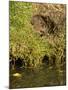 Water Vole (Arvicola Terrestris) at Burrow Entrance-Louise Murray-Mounted Photographic Print