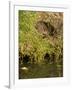 Water Vole (Arvicola Terrestris) at Burrow Entrance-Louise Murray-Framed Photographic Print