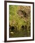 Water Vole (Arvicola Terrestris) at Burrow Entrance-Louise Murray-Framed Photographic Print