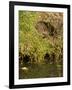 Water Vole (Arvicola Terrestris) at Burrow Entrance-Louise Murray-Framed Photographic Print