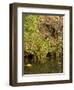 Water Vole (Arvicola Terrestris) at Burrow Entrance-Louise Murray-Framed Photographic Print