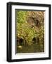 Water Vole (Arvicola Terrestris) at Burrow Entrance-Louise Murray-Framed Photographic Print