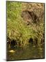 Water Vole (Arvicola Terrestris) at Burrow Entrance-Louise Murray-Mounted Photographic Print