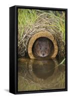 Water Vole (Arvicola Terrestris), Captive, United Kingdom, Europe-Ann and Steve Toon-Framed Stretched Canvas