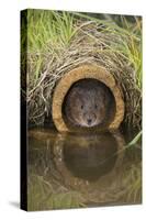 Water Vole (Arvicola Terrestris), Captive, United Kingdom, Europe-Ann and Steve Toon-Stretched Canvas