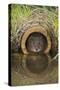 Water Vole (Arvicola Terrestris), Captive, United Kingdom, Europe-Ann and Steve Toon-Stretched Canvas