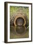 Water Vole (Arvicola Terrestris), Captive, United Kingdom, Europe-Ann and Steve Toon-Framed Photographic Print