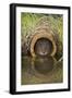 Water Vole (Arvicola Terrestris), Captive, United Kingdom, Europe-Ann and Steve Toon-Framed Photographic Print