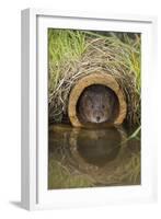 Water Vole (Arvicola Terrestris), Captive, United Kingdom, Europe-Ann and Steve Toon-Framed Photographic Print