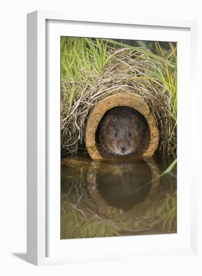 Water Vole (Arvicola Terrestris), Captive, United Kingdom, Europe-Ann and Steve Toon-Framed Photographic Print