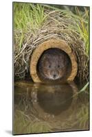 Water Vole (Arvicola Terrestris), Captive, United Kingdom, Europe-Ann and Steve Toon-Mounted Photographic Print