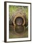 Water Vole (Arvicola Terrestris), Captive, United Kingdom, Europe-Ann and Steve Toon-Framed Photographic Print