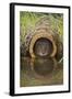 Water Vole (Arvicola Terrestris), Captive, United Kingdom, Europe-Ann and Steve Toon-Framed Photographic Print