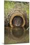 Water Vole (Arvicola Terrestris), Captive, United Kingdom, Europe-Ann and Steve Toon-Mounted Photographic Print
