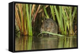 Water Vole (Arvicola Terrestris) Feeding Amongst Vegetation, Kent, England, UK, February-Terry Whittaker-Framed Stretched Canvas