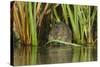 Water Vole (Arvicola Terrestris) Feeding Amongst Vegetation, Kent, England, UK, February-Terry Whittaker-Stretched Canvas