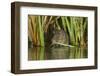 Water Vole (Arvicola Terrestris) Feeding Amongst Vegetation, Kent, England, UK, February-Terry Whittaker-Framed Photographic Print