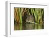 Water Vole (Arvicola Terrestris) Feeding Amongst Vegetation, Kent, England, UK, February-Terry Whittaker-Framed Photographic Print