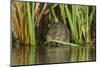 Water Vole (Arvicola Terrestris) Feeding Amongst Vegetation, Kent, England, UK, February-Terry Whittaker-Mounted Photographic Print