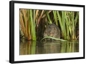 Water Vole (Arvicola Terrestris) Feeding Amongst Vegetation, Kent, England, UK, February-Terry Whittaker-Framed Photographic Print