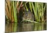 Water Vole (Arvicola Terrestris) Feeding Amongst Vegetation, Kent, England, UK, February-Terry Whittaker-Mounted Photographic Print