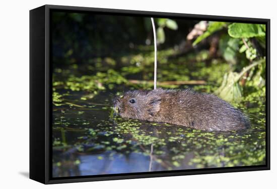 Water Vole (Arvicola Terrestris) Swimming at the Surface of a Pond-Louise Murray-Framed Stretched Canvas