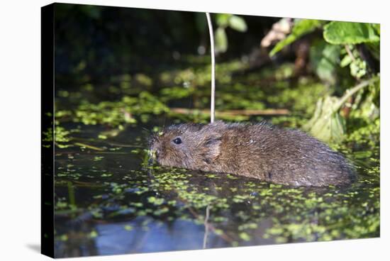 Water Vole (Arvicola Terrestris) Swimming at the Surface of a Pond-Louise Murray-Stretched Canvas