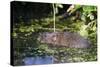 Water Vole (Arvicola Terrestris) Swimming at the Surface of a Pond-Louise Murray-Stretched Canvas