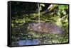 Water Vole (Arvicola Terrestris) Swimming at the Surface of a Pond-Louise Murray-Framed Stretched Canvas