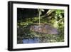 Water Vole (Arvicola Terrestris) Swimming at the Surface of a Pond-Louise Murray-Framed Photographic Print