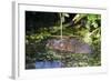 Water Vole (Arvicola Terrestris) Swimming at the Surface of a Pond-Louise Murray-Framed Photographic Print