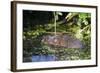 Water Vole (Arvicola Terrestris) Swimming at the Surface of a Pond-Louise Murray-Framed Photographic Print