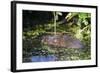 Water Vole (Arvicola Terrestris) Swimming at the Surface of a Pond-Louise Murray-Framed Photographic Print