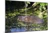 Water Vole (Arvicola Terrestris) Swimming at the Surface of a Pond-Louise Murray-Mounted Photographic Print