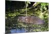 Water Vole (Arvicola Terrestris) Swimming at the Surface of a Pond-Louise Murray-Mounted Photographic Print