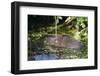 Water Vole (Arvicola Terrestris) Swimming at the Surface of a Pond-Louise Murray-Framed Photographic Print