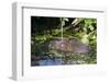 Water Vole (Arvicola Terrestris) Swimming at the Surface of a Pond-Louise Murray-Framed Photographic Print