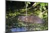 Water Vole (Arvicola Terrestris) Swimming at the Surface of a Pond-Louise Murray-Mounted Photographic Print