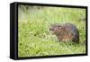 Water Vole in Grass Looking Up-null-Framed Stretched Canvas